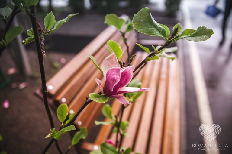Романтична вечеря на даху у Києві romantic.ua